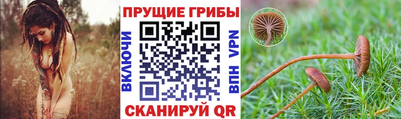 даркнет какой сайт  продажа наркотиков  Семёнов  Псилоцибиновые грибы Psilocybine cubensis 